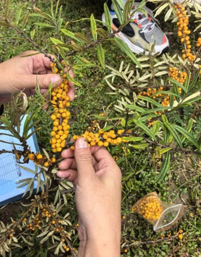 香职新闻|探索自然奥秘 锤炼专业技能 —香格里拉职业学院林业技术专业学生外出实践纪实(图6) 香职新闻|探索自然奥秘 锤炼专业技能 —香格里拉职业学院林业技术专业学生外出实践纪实(图6)
